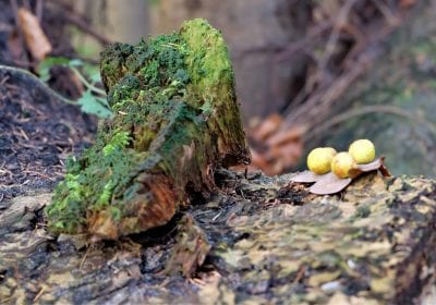 Workshop Natuurkunst 18 april 2020