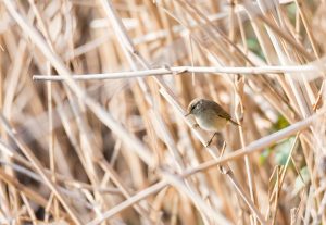 Voorjaarswandeling: op zoek naar zomervogels, zoals de tjiftjaf