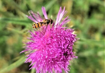 Natuurbegraafplaats Oost-groningen, Sellingen. Zweefvlieg