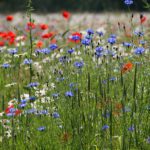 Bloemen Laude