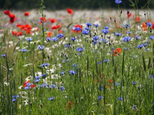 Bloemen Laude
