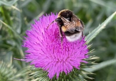 hommel distel