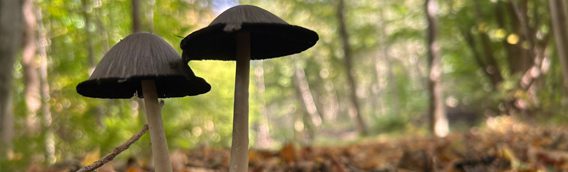 Paddenstoel Laude natuur